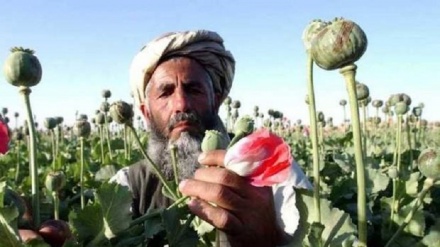 Come la CIA e l’MI6 gestiscono il mercato della droga in Afghanistan e perchè non vogliono smettere 