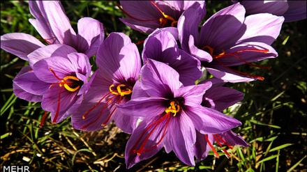 ParsToday: Zafferano: 