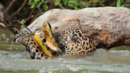 Beteja mes leopardit dhe krokodilit 