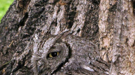 木？それともフクロウ？！