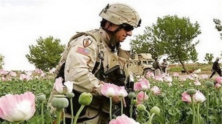 自美国入侵以来阿富汗的毒品生产及分布情况