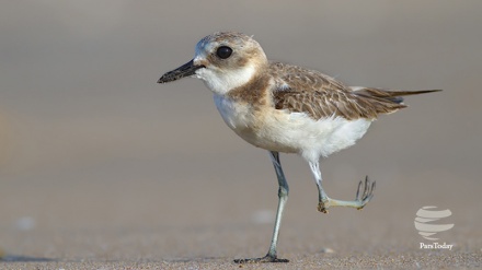 Scienza e tecnologia, drone che imita volo uccelli