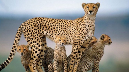 کلیپ یوز ایرانی-1