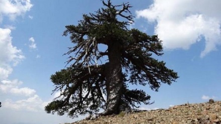 L'abitante più anziano d'Europa ha 1.075 anni, è un pino bosniaco