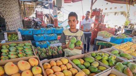 Анба (манго) ва таъсироти он бар саломатӣ 