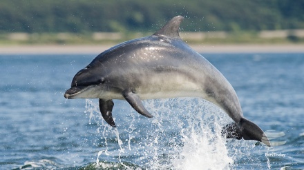 Дельфины Персидского залива