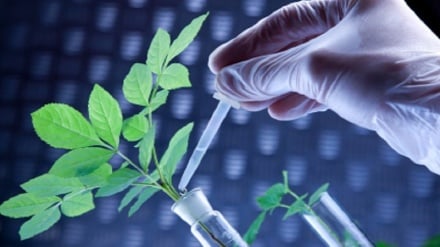 知識生産におけるイランの国際的な地位が向上