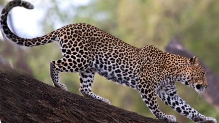 Qilan ostani Əmləş şəhri bandonədə 2 minnə niyə pələnq kameraədə vində bə.