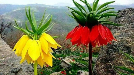 Ду гули лола 