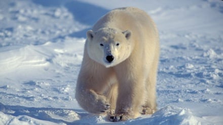 Arctic region warmed three times faster than Earth since 1971: Report