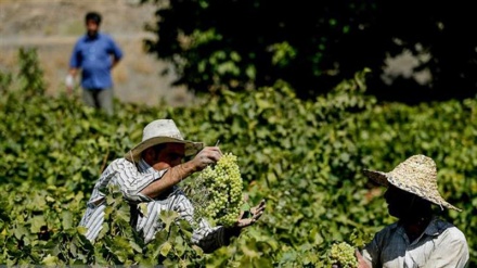 Хусусияти барги дарахти ангур