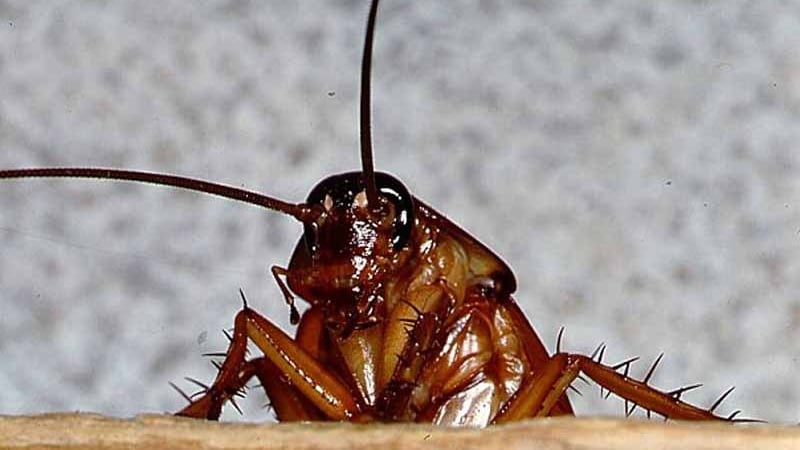 Ｇが何故嫌われるのか？