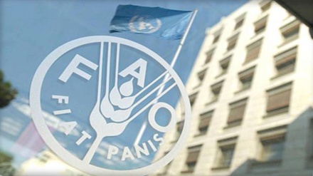 FAO. Իրանում հացահատիկի արտադրությունն այս տարի կգերազանցի 20 միլիոն տոննան 
