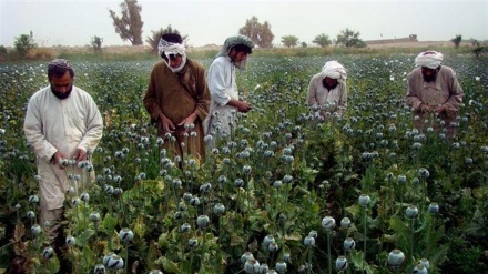  سازمان ملل: کشت خشخاش در افغانستان افزایش یافته است