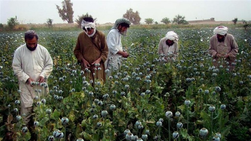 اما و اگر‌های ممنوعیت کشت خشخاش و تولید تریاک در افغانستان