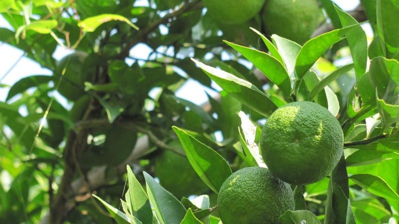 あったらいいな、の柑橘類