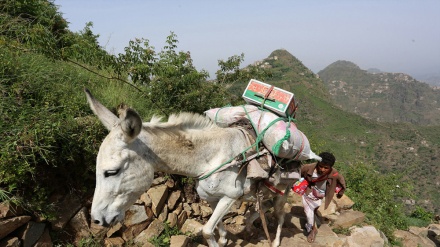 FAO Dituntut Memberikan Dukungan untuk Para Petani Yaman