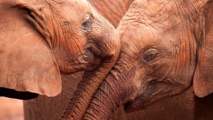 Bie ndjeshëm numri i kafshëve të egra në botë