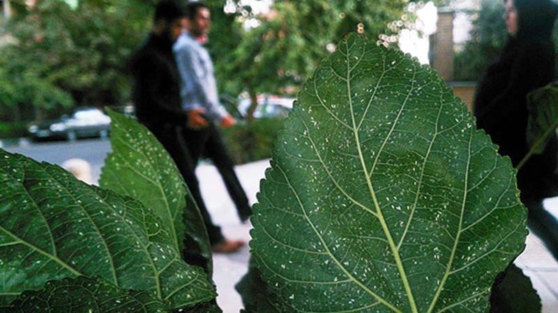 「白いハエ」の大発生