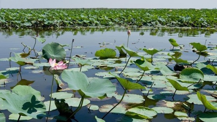 湿地の特徴、湿地の保存に関する国際条約「ラムサール条約」（画像）