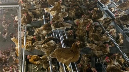 Dutch authorities cull 190k ducks to contain bird flu outbreak