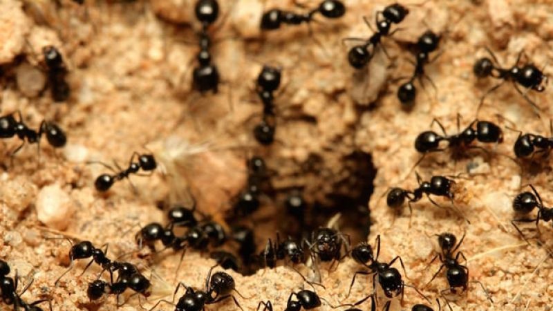 Conoscere l'Islam (30):le formiche