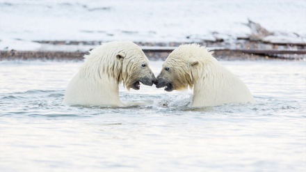 айиқнинг уйнаши