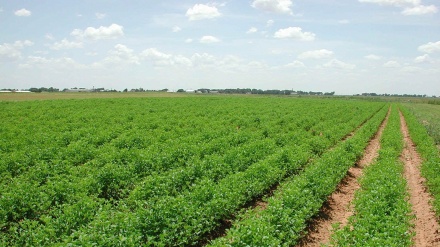 委内瑞拉和巴勒斯坦拓展农业合作