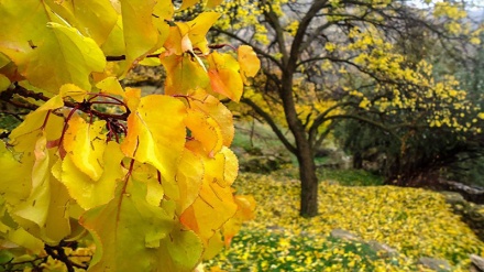 イランの秋の美景を３分間でどうぞ