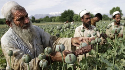 ロシア外務省、「アフガンでの米の誤った行動が、ケシ栽培の増加の原因」