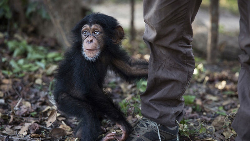 Гвинеяда шимпанзеларни муҳофазат этиш.