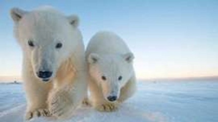 Clima, allarme per l'orso polare: 