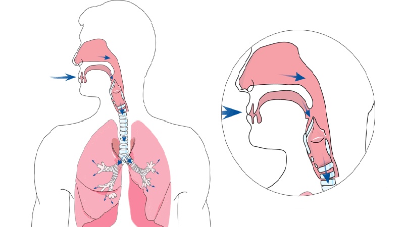 Que se passe-t-il pendant une respiration normale?
