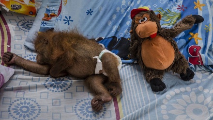 Индонезияда орангутангларнинг  реабилитация қилиш маркази.