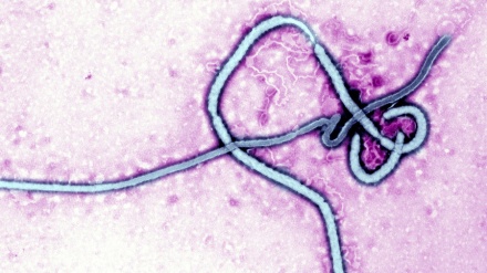 L'Oms annuncia una nuova epidemia di ebola in Congo
