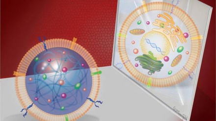 Ottenuta la prima cellula staminale sintetica
