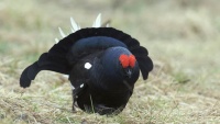 ニシアジアクロライチョウ