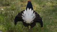 ニシアジアクロライチョウ