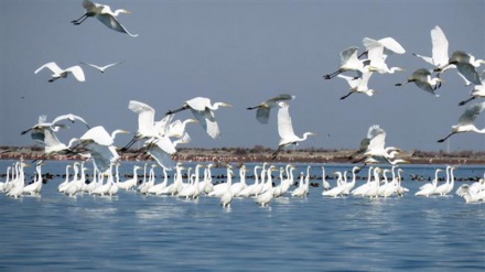 カスピ海のイラン領の島に再び渡り鳥が飛来（画像）