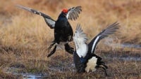 ニシアジアクロライチョウ