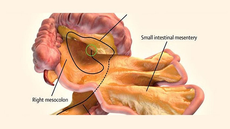 Découverte d’un nouvel organe dans le corps humain