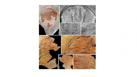 Marocco, ritrovati fossili trilobiti  di 500 milioni di anni fa