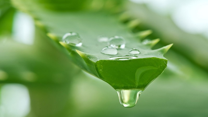 10 recettes beauté à base d’aloe vera