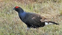 ニシアジアクロライチョウ