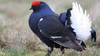 ニシアジアクロライチョウ