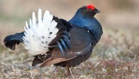 ニシアジアクロライチョウ
