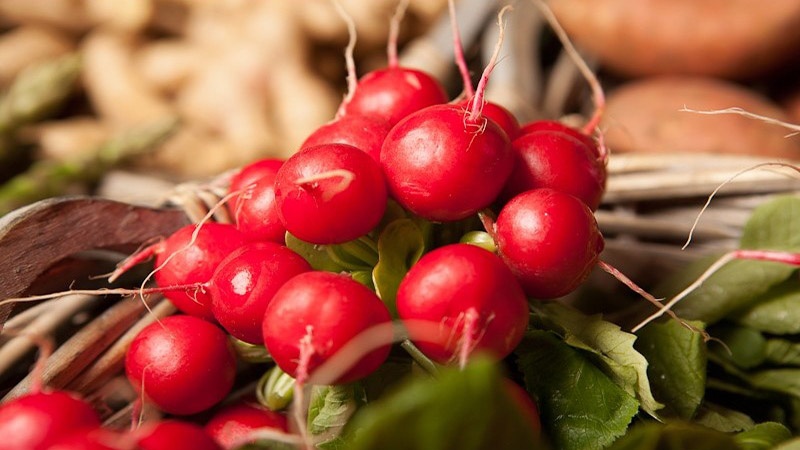 12 vertus miracles du radis rouge