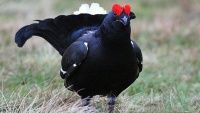 ニシアジアクロライチョウ