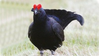 ニシアジアクロライチョウ