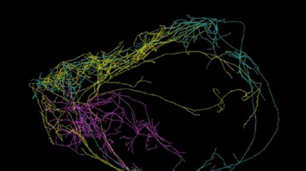 Scoperto il neurone della coscienza